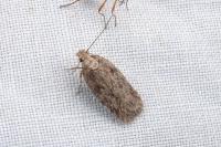 Depressaria