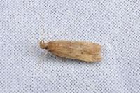 Helcystogramma lutatella
