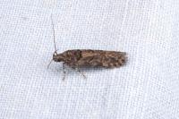 Teleiopsis diffinis