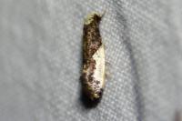 Monopis monachella