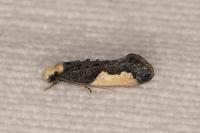Monopis monachella