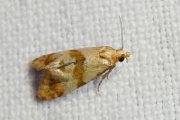 Phalonidia contractana