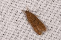 Helcystogramma lutatella