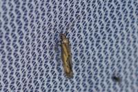 Ochromolopis ictella
