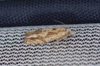 Eucosma tripoliana