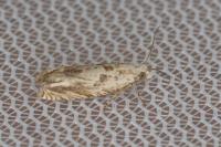 Eucosma tripoliana