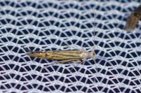 Coleophora limoniella