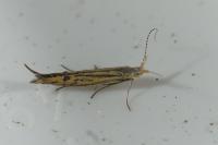 Coleophora limoniella