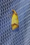 Agapeta zoegana