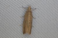Bactra