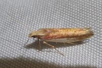 Ypsolopha parenthesella