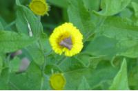Choreutis nemorana