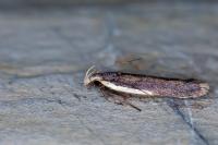 Nothris lemniscellus