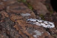 Ethmia pusiella/candidella