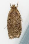 Agonopterix ciliella/heracliana