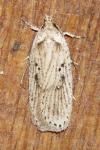 Agonopterix yeatiana