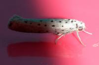 Yponomeuta sedella