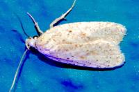 Agonopterix assimilella