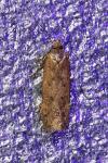 Bryotropha