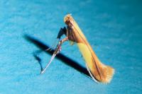 Caloptilia alchimiella