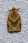 Clepsis rurinana