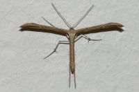 Emmelina monodactyla