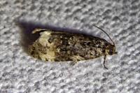 Endothenia gr. gentianaeana