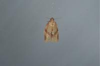 Clepsis consimilana