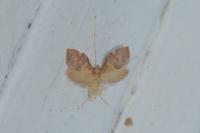 Carcina quercana