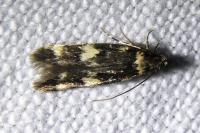 Oegoconia