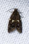 Olindia schumacherana