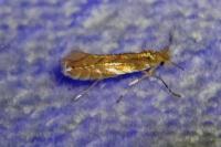 Phyllonorycter