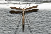 Stenoptilia