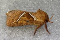 Triodia sylvina