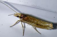 Ypsolopha parenthesella