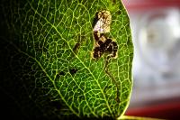 Stigmella pyri