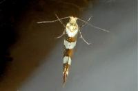 Argyresthia goedartella