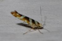 Argyresthia goedartella