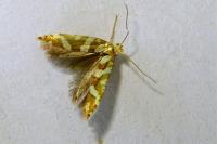 Argyresthia goedartella