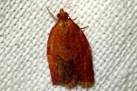 Clepsis consimilana