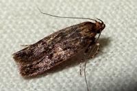 Hofmannophila pseudospretella