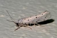 Yponomeuta