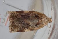 Archips xylosteana