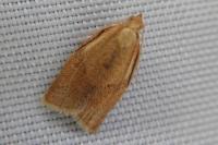 Clepsis consimilana