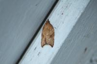 Acleris rhombana
