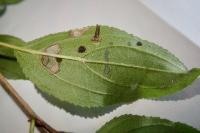 Coleophora potentillae