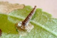 Coleophora potentillae