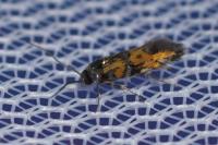 Chrysoesthia drurella