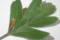 Stigmella perpygmaeella