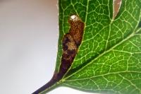 Stigmella perpygmaeella
